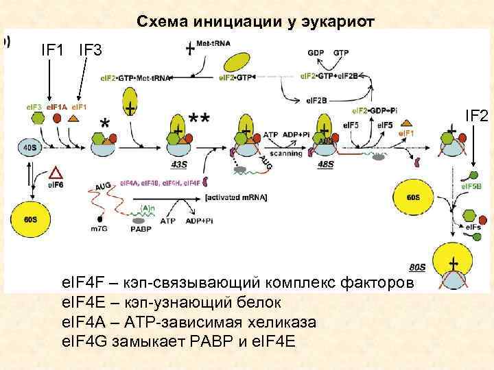 Схема инициации у эукариот IF 1 IF 3 IF 2 e. IF 4 F