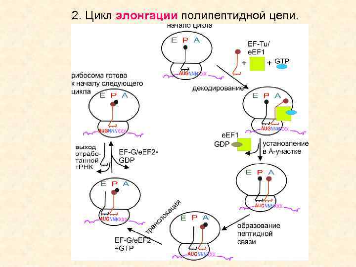 2. Цикл элонгации полипептидной цепи. 