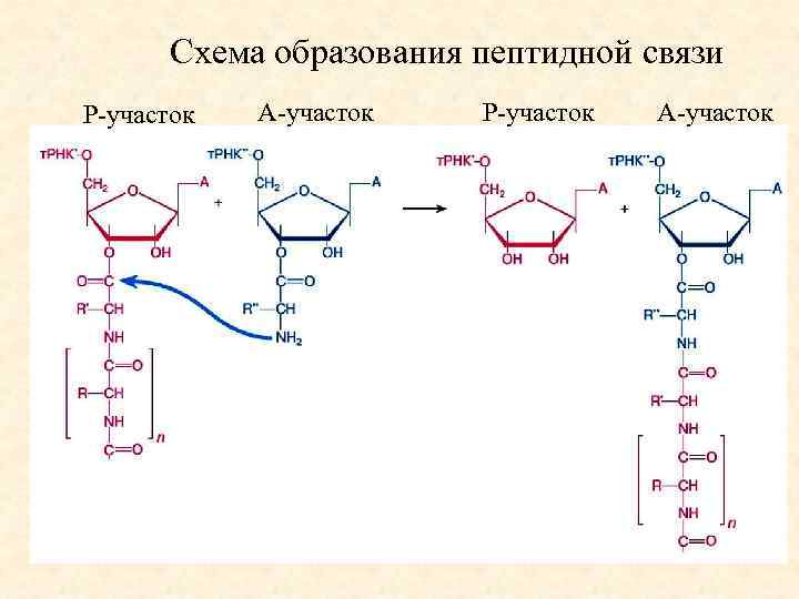 Схема образования пептидной связи Р-участок А-участок 