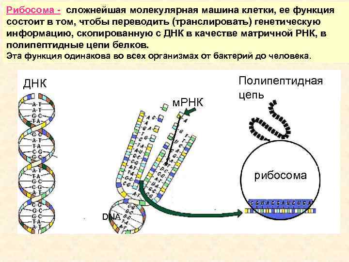 Рибосома - сложнейшая молекулярная машина клетки, ее функция состоит в том, чтобы переводить (транслировать)