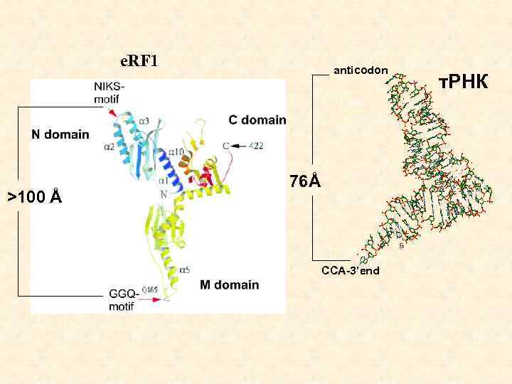 e. RF 1 >100 Å anticodon 76Å CCA-3’end т. РНК 