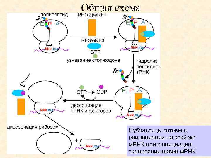 Общая схема Субчастицы готовы к реинициации на этой же м. РНК или к инициации