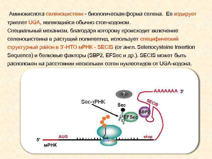 Аминокислота селеноцистеин - биологическая форма селена. Ее кодирует триплет UGA, являющийся обычно стоп-кодоном. Специальный