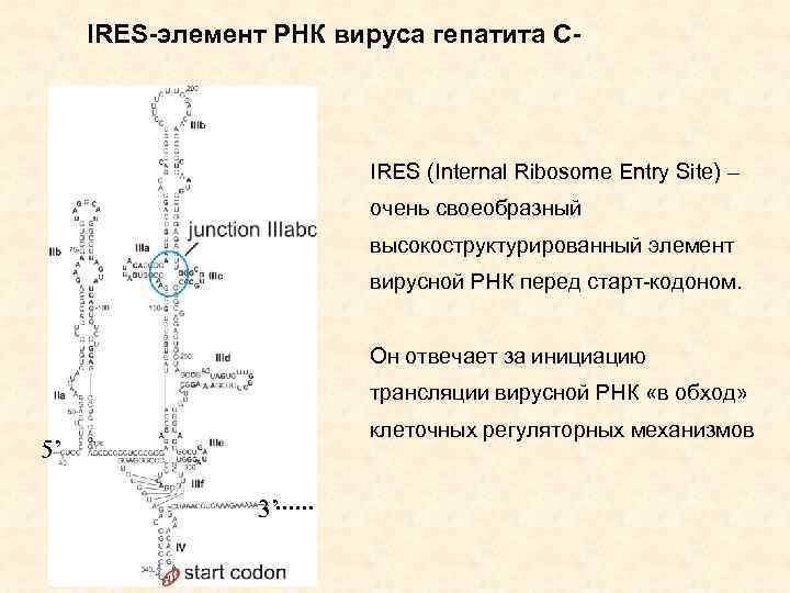 IRES-элемент РНК вируса гепатита С- IRES (Internal Ribosome Entry Site) – очень своеобразный высокоструктурированный