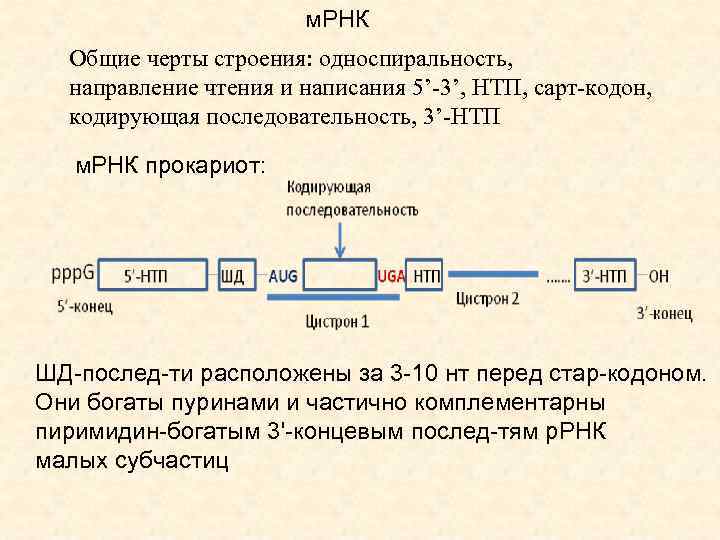 м. РНК Общие черты строения: односпиральность, направление чтения и написания 5’-3’, НТП, сарт-кодон, кодирующая