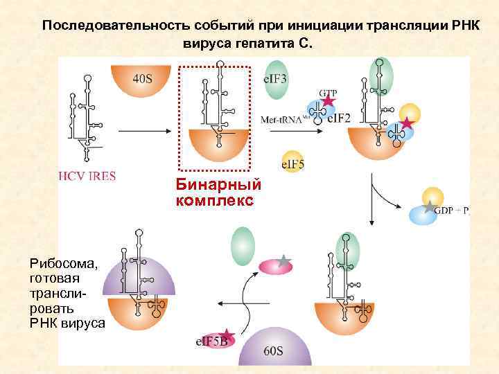 Последовательность событий при инициации трансляции РНК вируса гепатита С. Бинарный комплекс Рибосома, готовая транслировать