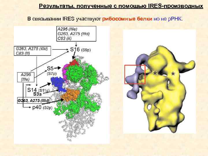 Результаты, полученные с помощью IRES-производных В связывании IRES участвуют рибосомные белки но не р.