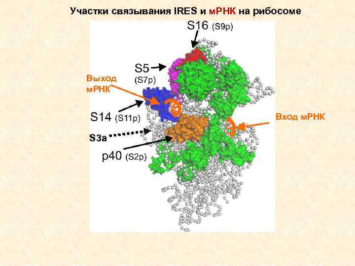 Участки связывания IRES и м. РНК на рибосоме Выход м. РНК Вход м. РНК