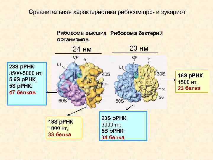 Сравнительная характеристика рибосом про- и эукариот Рибосома высших Рибосома бактерий организмов 20 нм 24