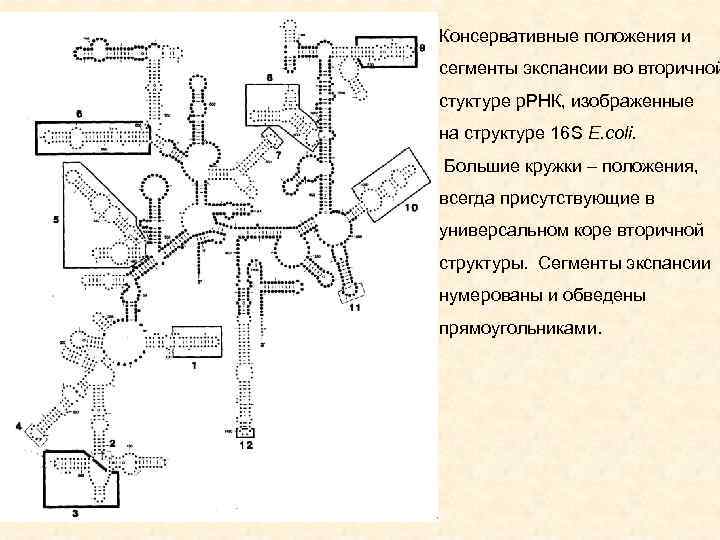 Консервативные положения и сегменты экспансии во вторичной стуктуре р. РНК, изображенные на структуре 16