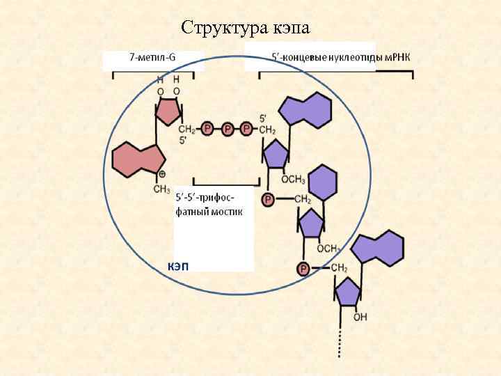 Структура кэпа 