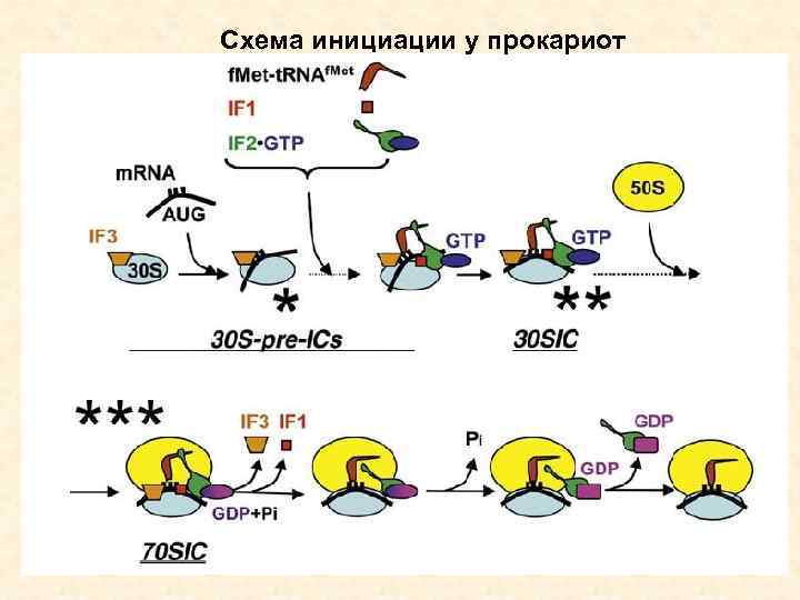 Схема инициации у прокариот 