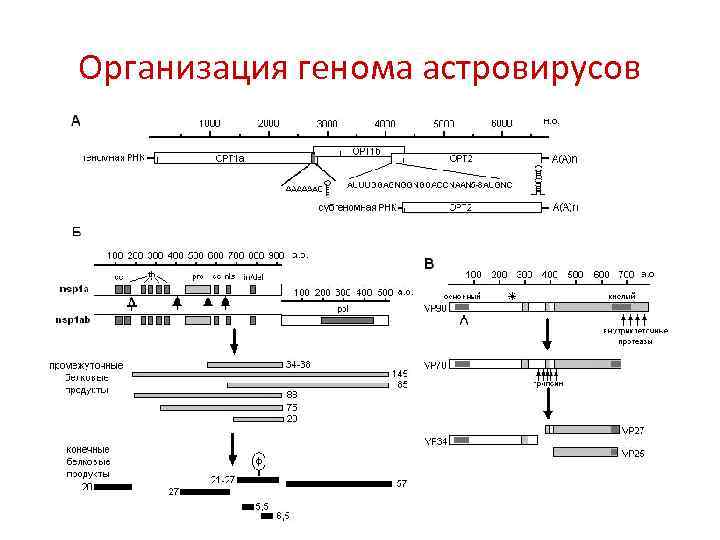 Организация генома астровирусов 