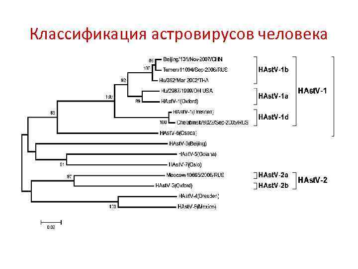 Классификация астровирусов человека 