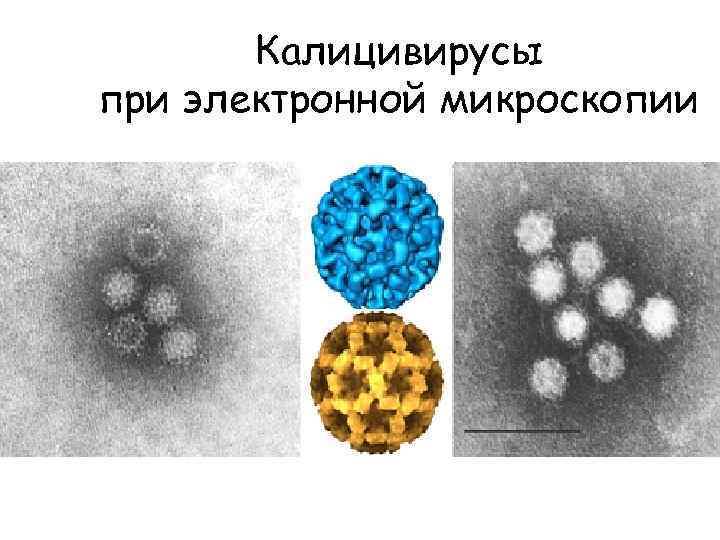 Калицивирусы при электронной микроскопии 