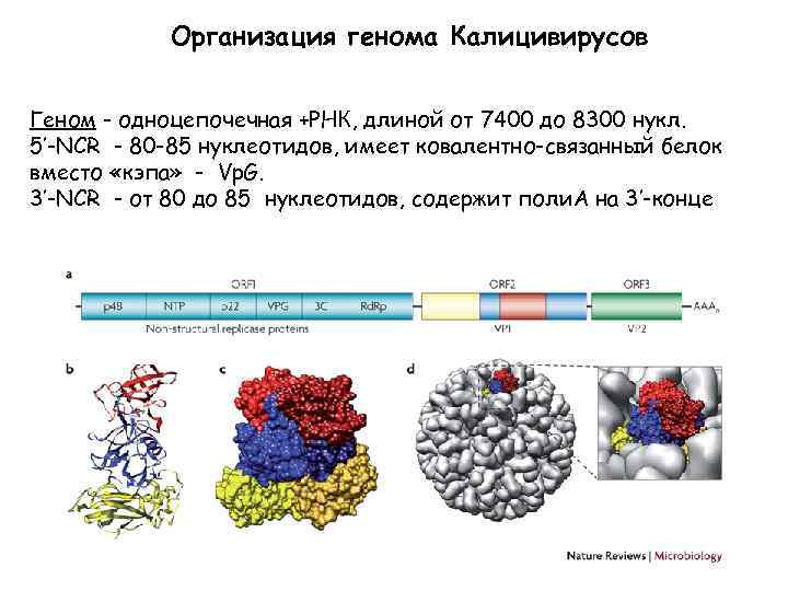 Организация генома Калицивирусов Геном - одноцепочечная +РНК, длиной от 7400 до 8300 нукл. 5’-NCR