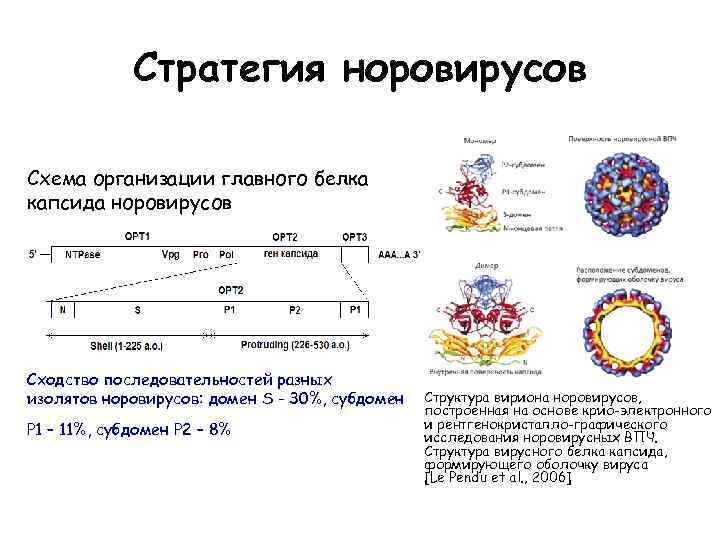 Стратегия норовирусов Схема организации главного белка капсида норовирусов Сходство последовательностей разных изолятов норовирусов: домен