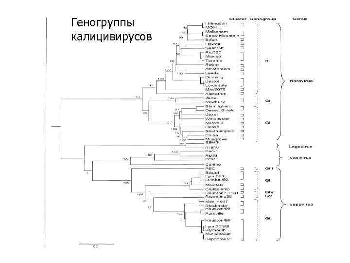 Геногруппы Генетическая неоднородность калицивирусов 