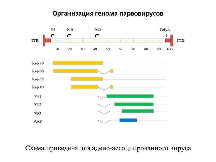 Организация генома парвовирусов Схема приведена для адено-ассоциированного вируса 