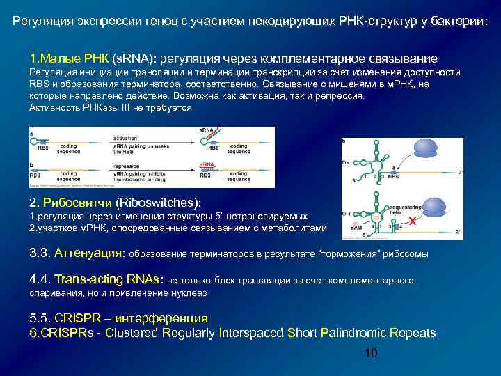 Регуляция экспрессии генов с участием некодирующих РНК-структур у бактерий: 1. Малые РНК (s. RNA):