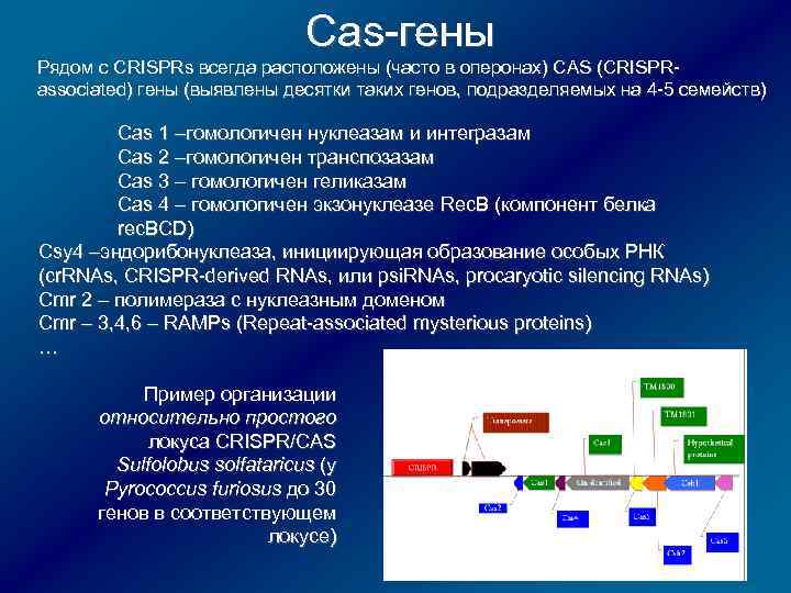 Cas-гены Рядом с CRISPRs всегда расположены (часто в оперонах) CAS (CRISPRassociated) гены (выявлены десятки