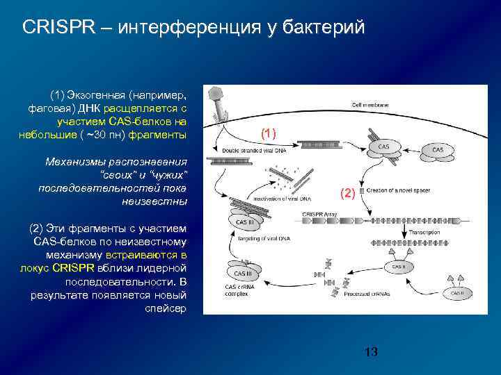 CRISPR – интерференция у бактерий (1) Экзогенная (например, фаговая) ДНК расщепляется с участием CAS-белков