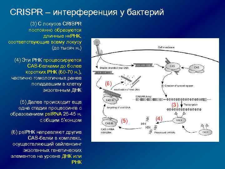 Интерференция рнк презентация