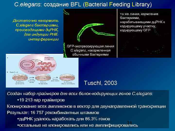 С. elegans: создание BFL (Bacterial Feeding Library) та же линия, кормление бактериями, нарабатывающими дц.