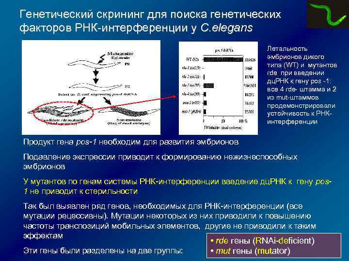 Генетический скрининг для поиска генетических факторов РНК-интерференции у C. elegans Летальность эмбрионов дикого типа