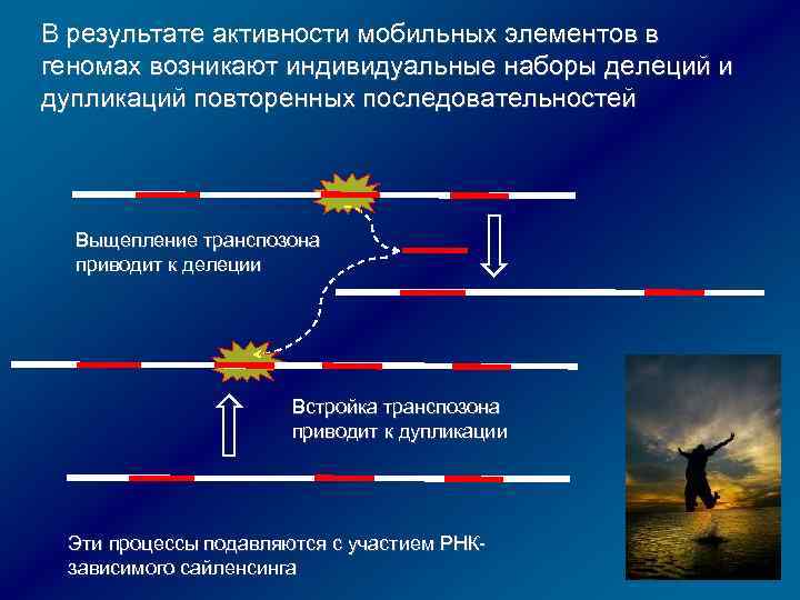 В результате активности мобильных элементов в геномах возникают индивидуальные наборы делеций и дупликаций повторенных