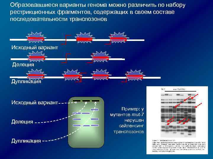 Образовавшиеся варианты генома можно различить по набору рестрикционных фрагментов, содержащих в своем составе последовательности