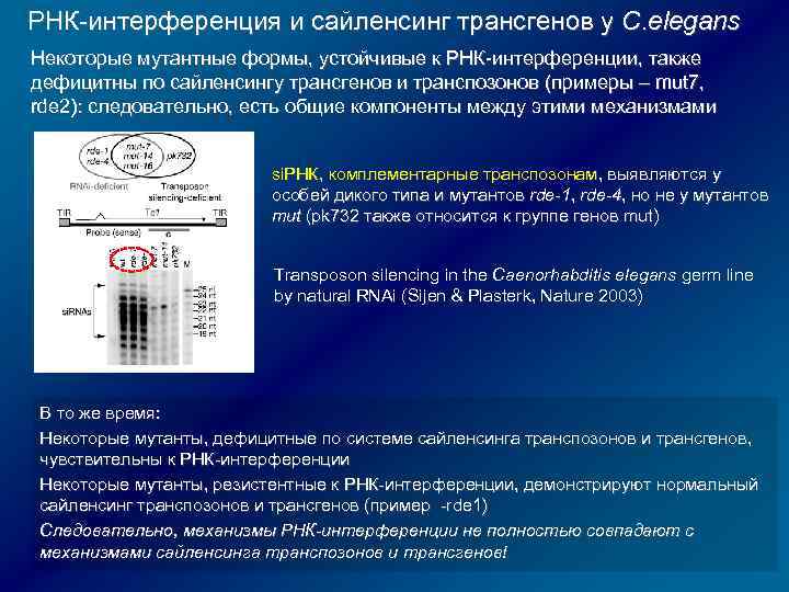 РНК-интерференция и сайленсинг трансгенов у C. elegans Некоторые мутантные формы, устойчивые к РНК-интерференции, также