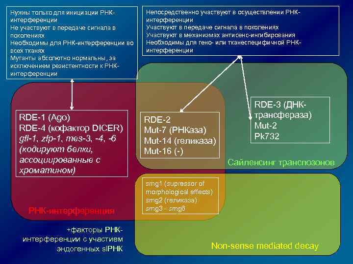 Нужны только для инициации РНКинтерференции Не участвуют в передаче сигнала в поколениях Необходимы для