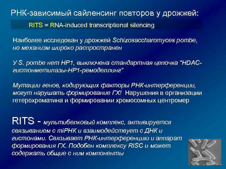 РНК-зависимый сайленсинг повторов у дрожжей: RITS = RNA-induced transcriptional silencing Наиболее исследован у дрожжей