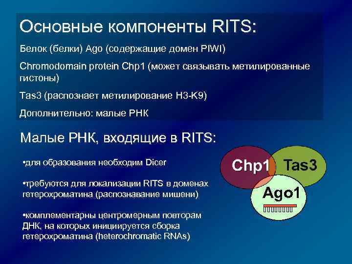 Основные компоненты RITS: Белок (белки) Ago (содержащие домен PIWI) Сhromodomain protein Chp 1 (может