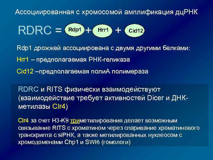 5 некодирующая область. Некодирующие РНК эукариот. Амплификация хромосом. Белок некодирующие гены. Длинные некодирующие РНК функции.