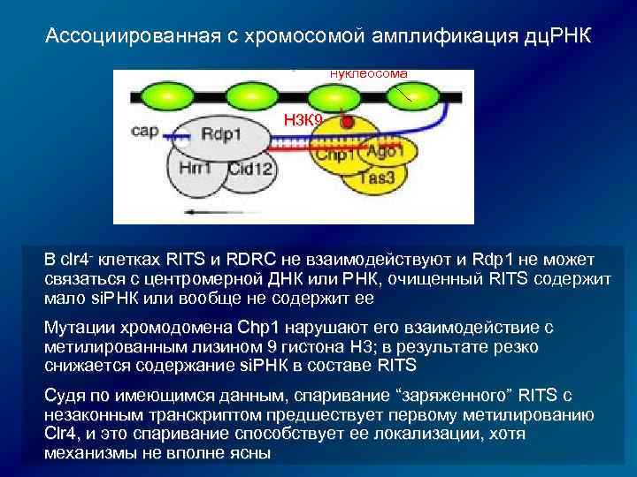5 некодирующая область. Регуляция РНК. Некодирующие РНК эукариот. Амплификация регуляция у эукариот. Амплификация генов.