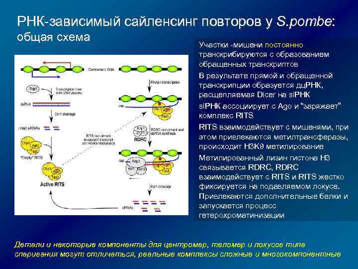 РНК-зависимый сайленсинг повторов у S. pombe: общая схема Участки -мишени постоянно транскрибируются с образованием