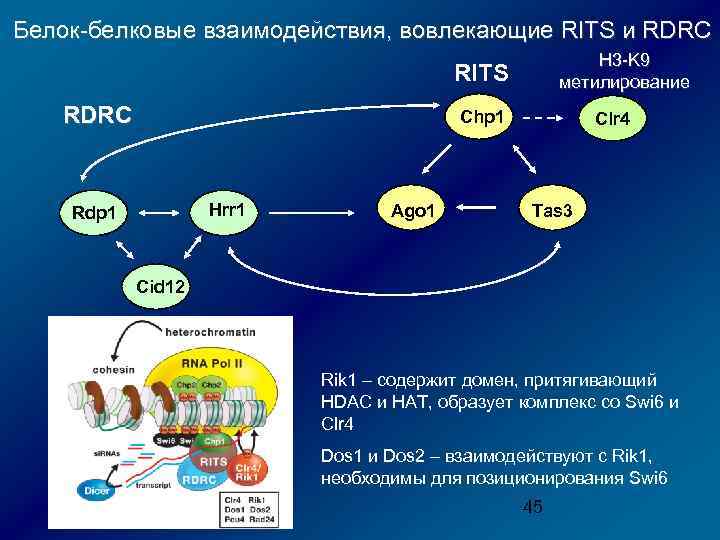 Белок-белковые взаимодействия, вовлекающие RITS и RDRC H 3 -K 9 метилирование RITS RDRC Chp