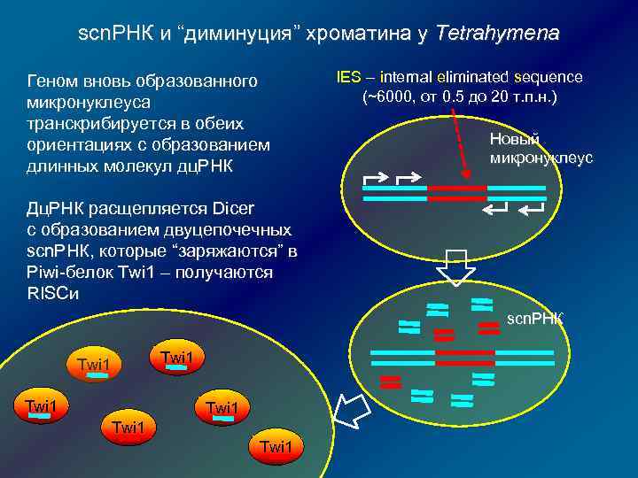 scn. РНК и “диминуция” хроматина у Tetrahymena Геном вновь образованного микронуклеуса транскрибируется в обеих