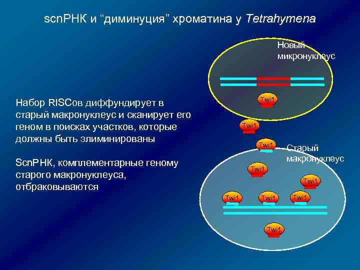 scn. РНК и “диминуция” хроматина у Tetrahymena Новый микронуклеус Twi 1 Набор RISCов диффундирует