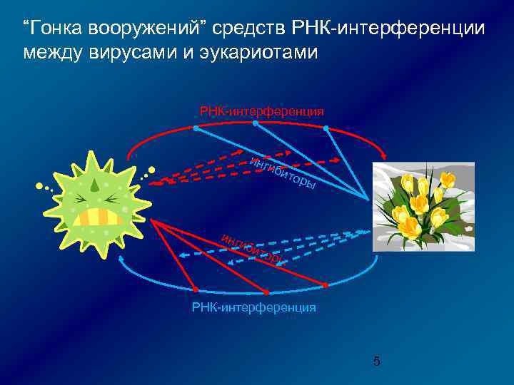 “Гонка вооружений” средств РНК-интерференции между вирусами и эукариотами РНК-интерференция инг иби т оры РНК-интерференция