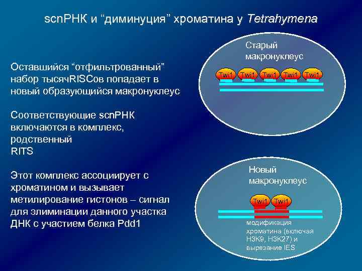 scn. РНК и “диминуция” хроматина у Tetrahymena Оставшийся “отфильтрованный” набор тысяч. RISCов попадает в