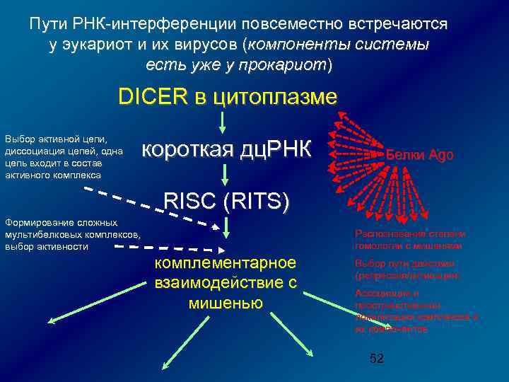 Интерференция рнк презентация