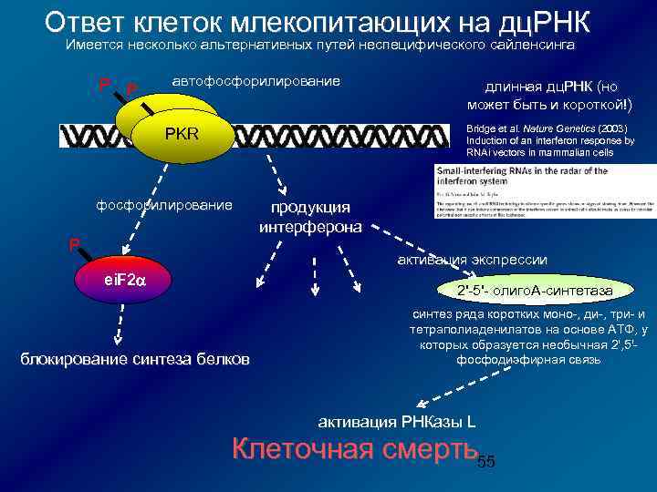 Ответ клеток млекопитающих на дц. РНК Имеется несколько альтернативных путей неспецифического сайленсинга P P