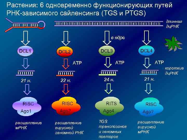 Растения: 6 одновременно функционирующих путей РНК-зависимого сайленсинга (TGS и PTGS) длинная дц. РНК в