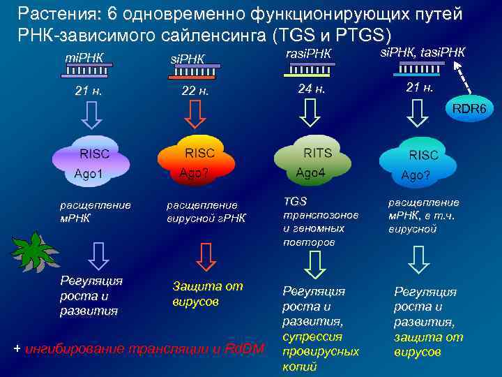 Растения: 6 одновременно функционирующих путей РНК-зависимого сайленсинга (TGS и PTGS) mi. РНК 21 н.