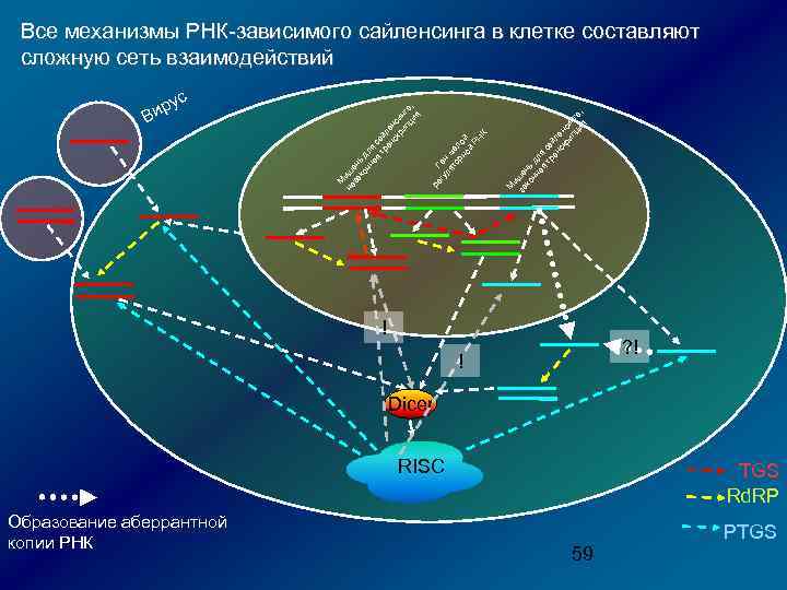 М и за ше ко нь нн д ая ля т са ра й