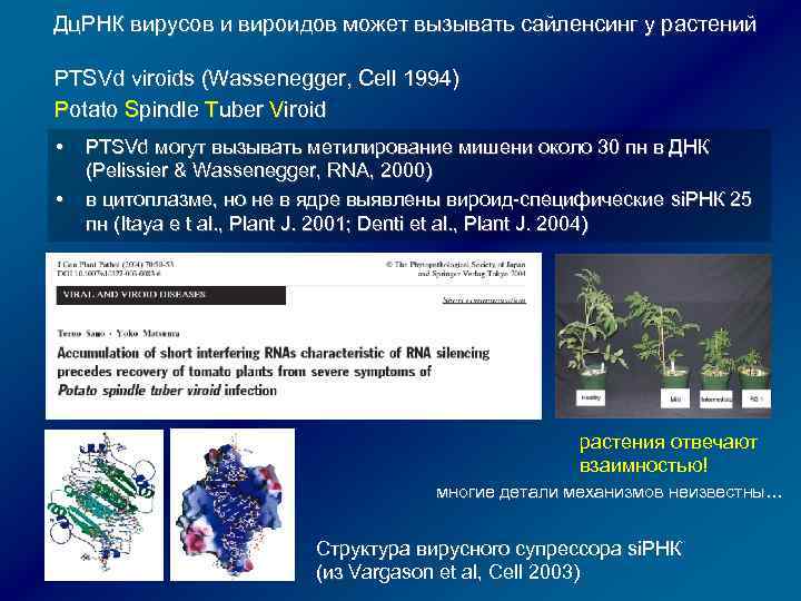 Дц. РНК вирусов и вироидов может вызывать сайленсинг у растений PTSVd viroids (Wassenegger, Cell