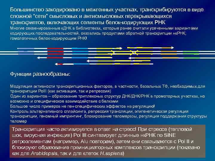 Кодирующие белок участки. Кодирующий и некодирующие участки ДНК. Межгенные участки ДНК. Некодирующие участки Гена. Межгенное взаимодействие.